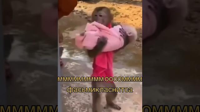 Смешное видео обезьянки #обезьянки #мем #восьмиклассница #рек #рекомендации #смешноевидео Смешное видео обезьянки #обезьянки #мем #восьмиклассница #рек #рекомендации #смешноевидео