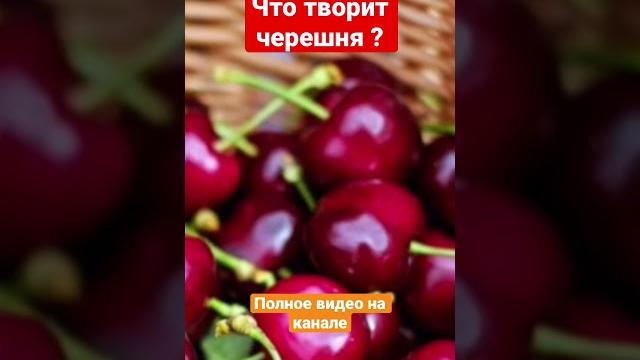Что творит черешня Что творит черешня
