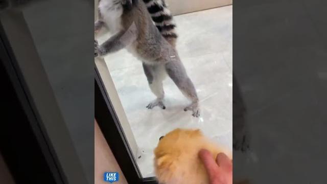 Реакция кошачьего лемура на собаку Марго против шпица Реакция кошачьего лемура на собаку Марго против шпица