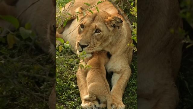 The Beautiful Lioness & Her Gorgeous Cub |Kruger National Park #lion #cubs #wildlife #africa #shorts The Beautiful Lioness & Her Gorgeous Cub |Kruger National Park #lion #cubs #wildlife #africa #shorts