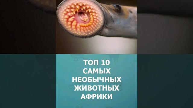 Топ 10 самых необычных животных Африки #шортс #топ10 #африка #комарик #shorts #животные Топ 10 самых необычных животных Африки #шортс #топ10 #африка #комарик #shorts #животные