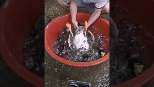 Ощипать утку за 30 секунд! Нечего с ней возиться 2 часа! Ощипать утку за 30 секунд! Нечего с ней возиться 2 часа!