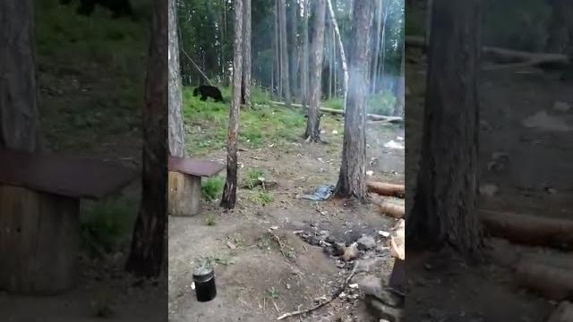кот против медведя, или вася прет ) кот против медведя, или вася прет )