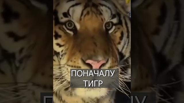 Тигр ЗАСМУЩАЛСЯ при виде камеры Тигр ЗАСМУЩАЛСЯ при виде камеры