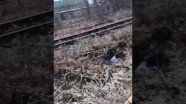 Путешествие по железной дороге #юмор #приколы #поезда #жд #тикток #поход #бег #страх #рельсы #шпалы Путешествие по железной дороге #юмор #приколы #поезда #жд #тикток #поход #бег #страх #рельсы #шпалы