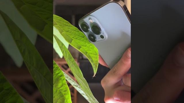 Как снимать макро на IPhone Как снимать макро на IPhone
