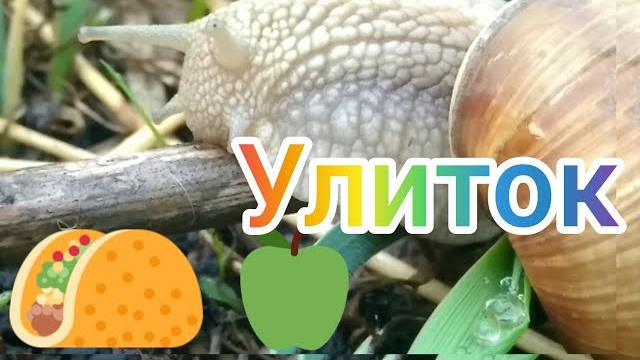 Познавательное видео про улиток! Познавательное видео про улиток!