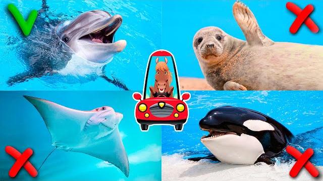 Inhabitants of the seas and oceans for children. Animal sounds. Sea animals for kids Inhabitants of the seas and oceans for children. Animal sounds. Sea animals for kids