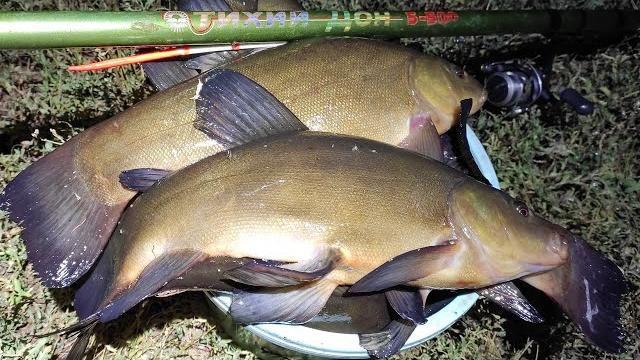 A bucket of large tench at the evening dawn!! Float fishing A bucket of large tench at the evening dawn!! Float fishing