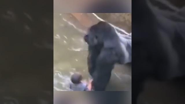 Случай в зоопарке. Мальчик в вольере с гориллой Случай в зоопарке. Мальчик в вольере с гориллой