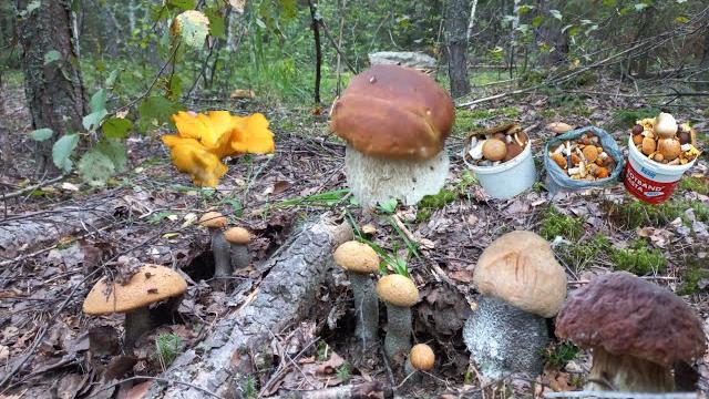 Сбор Грибов ГРИБНОЕ Безумие РАЗДЕЛАСЬ чтобы Донести/СОТНЯ ГРИБОВ ОСТАЛАСЬ В ЛЕСУ/Нашла всех Сбор Грибов ГРИБНОЕ Безумие РАЗДЕЛАСЬ чтобы Донести/СОТНЯ ГРИБОВ ОСТАЛАСЬ В ЛЕСУ/Нашла всех