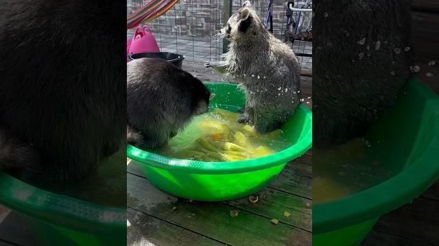 Водные процедуры у енотов Водные процедуры у енотов