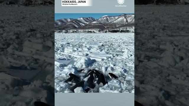 10 Killer Whales Trapped by Sea Ice in Japan 10 Killer Whales Trapped by Sea Ice in Japan