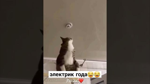 электрик года #джавид #озвучка #джавидозвучка #озвучкаотджавида #юмор #смех #видео #top #shorts электрик года #джавид #озвучка #джавидозвучка #озвучкаотджавида #юмор #смех #видео #top #shorts