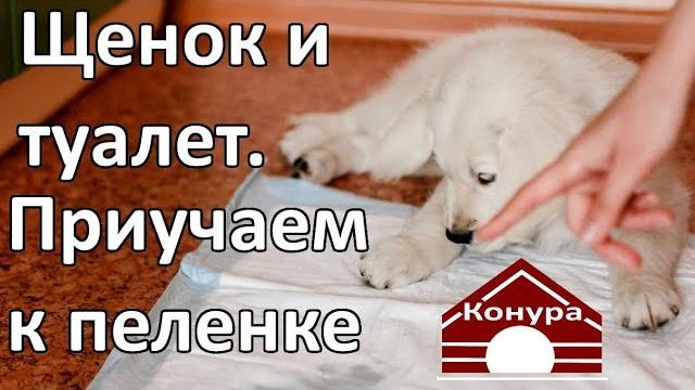 Как приучить щенка к пеленке / Щенок и туалет 2 Как приучить щенка к пеленке / Щенок и туалет 2