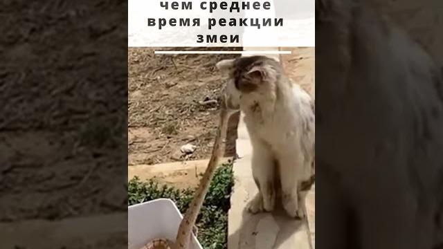 Интересный факт. Скорость реакции кошки Интересный факт. Скорость реакции кошки