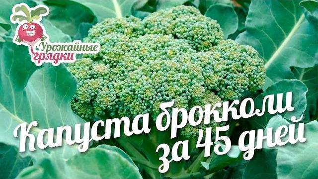 Капуста брокколи за 45 дней #urozhainye_gryadki Капуста брокколи за 45 дней #urozhainye_gryadki