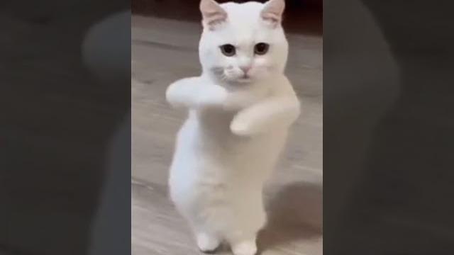 Кошка танцует под чипи чипи чапа чапа Кошка танцует под чипи чипи чапа чапа