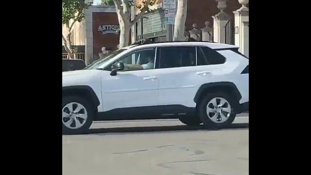 Прогулка с гусем Прогулка с гусем