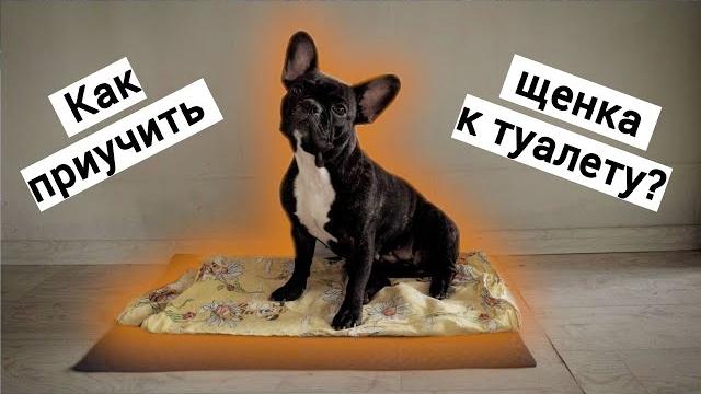 Как приучить щенка к пелёнке и уличному туалету? Как приучить щенка к пелёнке и уличному туалету?