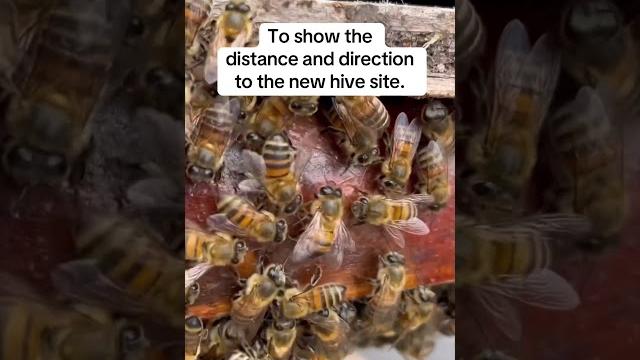 Bees Vote Too! Bees Vote Too!