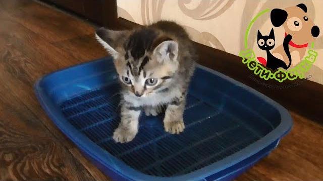 Сколько раз в день кошка (кот) должна мочиться? Сколько раз в день кошка (кот) должна мочиться?