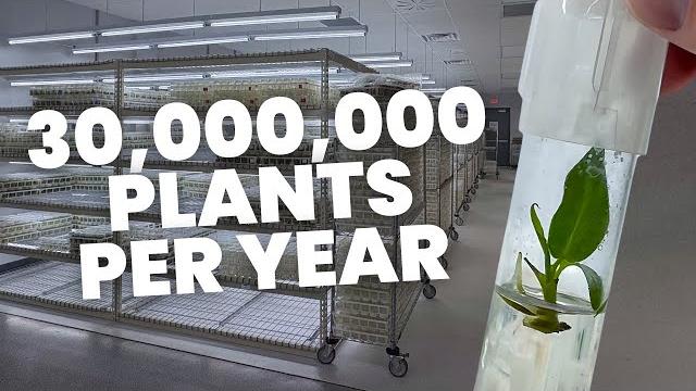 Private Tour of a HUGE Tissue Culture Lab Private Tour of a HUGE Tissue Culture Lab