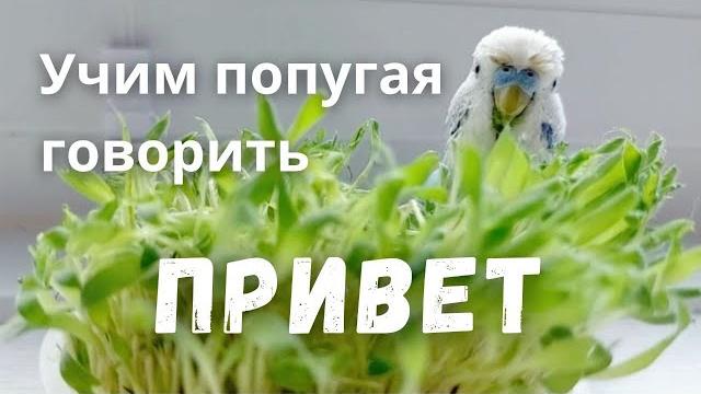 Учим попугая говорить "Привет" Учим попугая говорить "Привет"