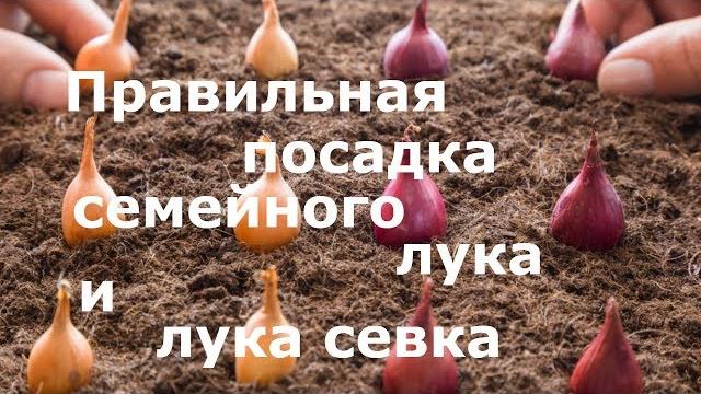 Правильная посадка семейного лука и лука севка! Правильная посадка семейного лука и лука севка!