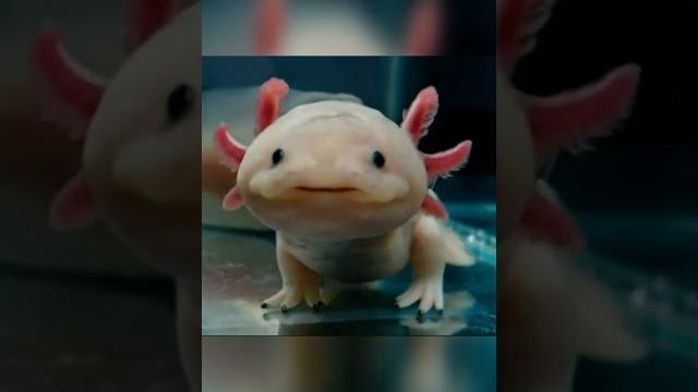 Аксолотль Гуцулька #тестнапсихику #facts #funny #шуточное #приколы #animals #comedy #automobile Аксолотль Гуцулька #тестнапсихику #facts #funny #шуточное #приколы #animals #comedy #automobile