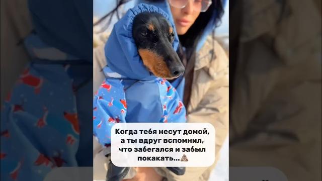 Главное не забыть о главном #такса #топ #суперсобака #приколысживотными #собаки #приколы #юмор Главное не забыть о главном #такса #топ #суперсобака #приколысживотными #собаки #приколы #юмор