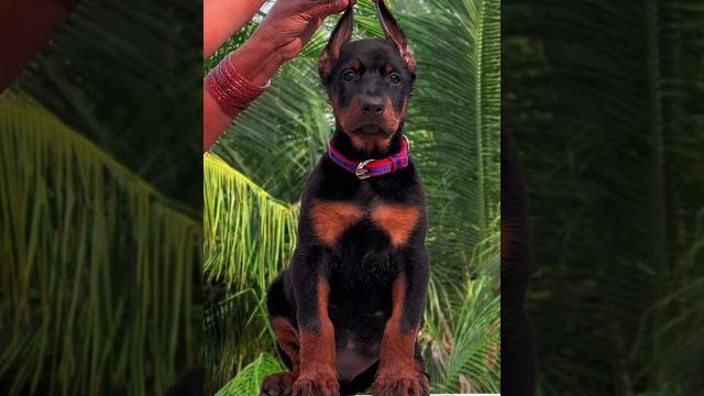 Growing up so fast #europeandoberman #doberman Growing up so fast #europeandoberman #doberman