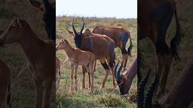 Gazelles Animal \ beautiful 4K nature video Gazelles Animal \ beautiful 4K nature video
