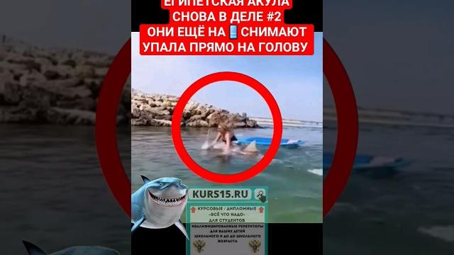 Египетская акула снова в деле 2 #египет #египетхургада #egypt #hurghadaegypt #respectshorts Египетская акула снова в деле 2 #египет #египетхургада #egypt #hurghadaegypt #respectshorts