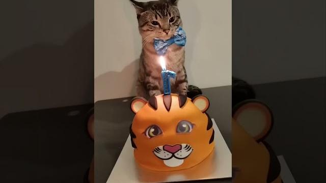 Когда отмечают день кошек #кошки #коты #shorts Когда отмечают день кошек #кошки #коты #shorts