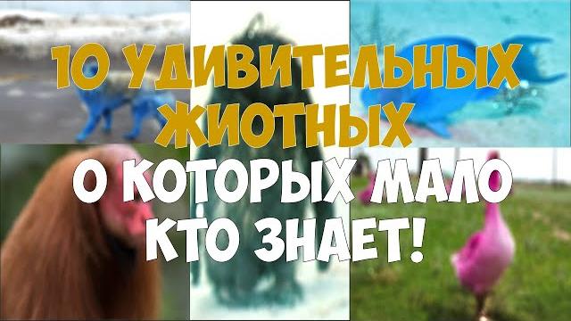 10 животных о которых мало кто знает! 10 животных о которых мало кто знает!