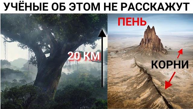 До захвата на Земле росли деревья 20 км высотой До захвата на Земле росли деревья 20 км высотой
