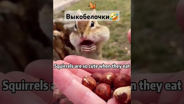 Белочки-выкобелочки #веселыевидео #белочки #белка #squrrel #прикол #смешно #животные #youtube #юмор Белочки-выкобелочки #веселыевидео #белочки #белка #squrrel #прикол #смешно #животные #youtube #юмор