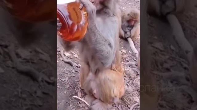 Оспа обезьян обезьянья оспа Оспа обезьян обезьянья оспа
