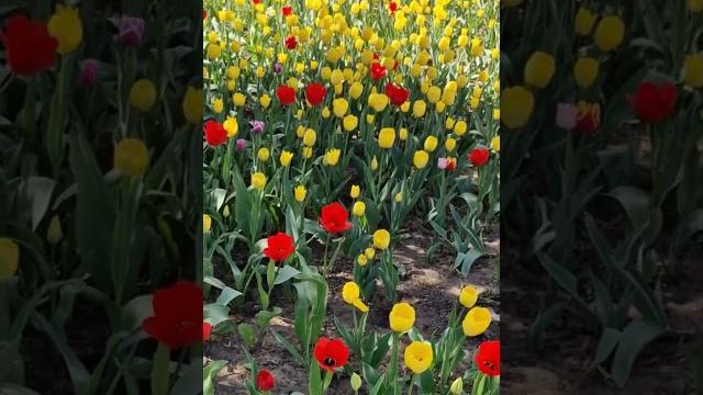 Город Элиста #калмыкия Город Элиста #калмыкия