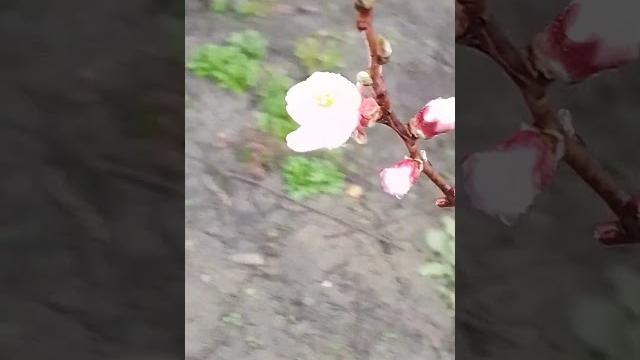 Как цветет сладкий миндаль. Как цветет сладкий миндаль.