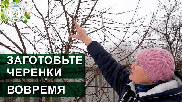 Черенки для прививки. Как, когда и где срезать, заготовить черенки для прививки деревьев. Черенки для прививки. Как, когда и где срезать, заготовить черенки для прививки деревьев.