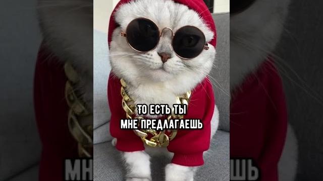 Смешные коты - Майя #смешныекоты #кошка #shorts Смешные коты - Майя #смешныекоты #кошка #shorts
