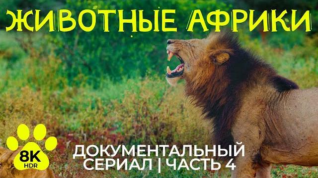 Дикая природа Африки – #4 | 8K HDR Документальный фильм о диких животных провинции Квазулу Натал Дикая природа Африки – #4 | 8K HDR Документальный фильм о диких животных провинции Квазулу Натал