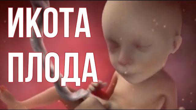 Икота Плода в Животе. Шевеления Ребёнка в Утробе. Икота Плода в Животе. Шевеления Ребёнка в Утробе.