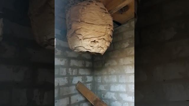 Огромное гнездо шершней Огромное гнездо шершней