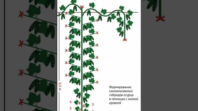 3 способа формирования огурцов в теплице 3 способа формирования огурцов в теплице