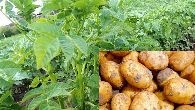 Как Вырастить Богатый Урожай Картофеля. Как Вырастить Богатый Урожай Картофеля.