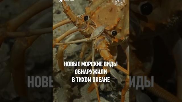 Специального робота опустили на глубину более 1524 метров в районе Чили #природа #животные #рыбы Специального робота опустили на глубину более 1524 метров в районе Чили #природа #животные #рыбы