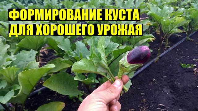 Пасынкование баклажана. ДЛЯ ЧЕГО ЭТО ДЕЛАЕМ? Пасынкование баклажана. ДЛЯ ЧЕГО ЭТО ДЕЛАЕМ?